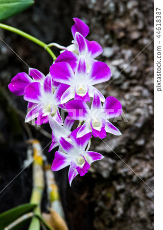 Bouquet of purple orchids Bouquet of purple orchids 44618387