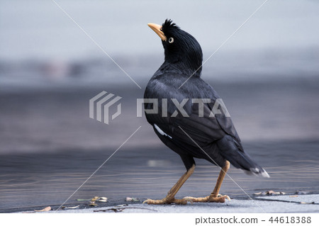 Black bird with yellow beak and paws 44618388