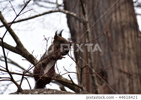 Squirrel breaking a sprig of nest material 44618421