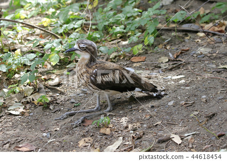 Australian Birds Australian Rocks 44618454