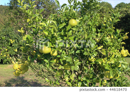 酸柚樹 44618470