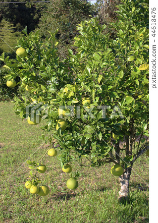 Sour pomelo tree Sour pomelo tree 44618476