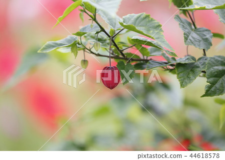 Cute Tyrolean Lamp Flower 44618578