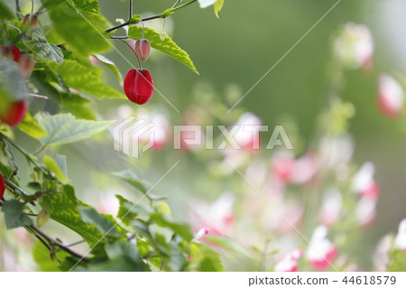 Cute Tyrolean Lamp Flower 44618579