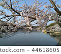 櫻花和池塘 44618605