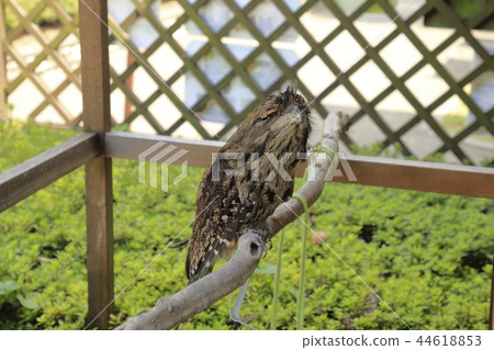 澳大利亞鳥澳大利亞關島 44618853