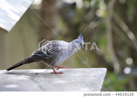 Australian Birds Renjakbat 44619126