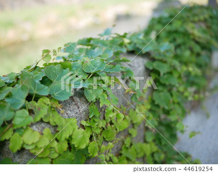Ivy Ivy 44619254