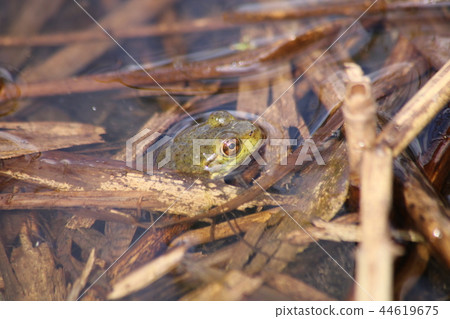 Bullfrog 44619675