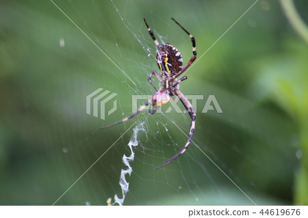 Argiope spider 44619676