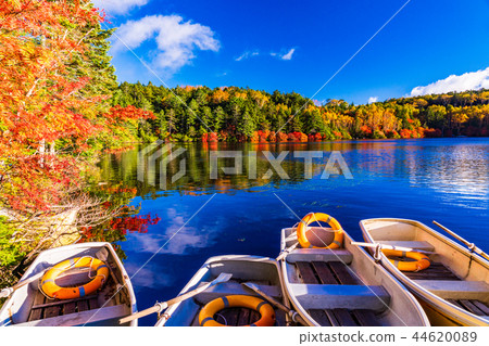 (Nagano prefecture) Autumn leaves of Shirakoma pond / lakeside 44620089