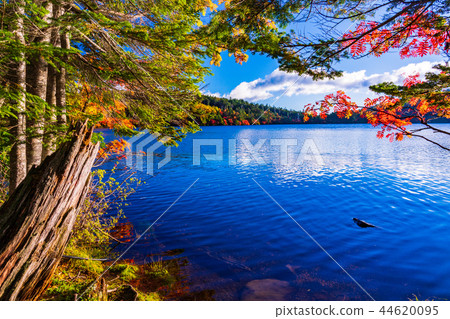 (Nagano prefecture) Autumn leaves of Shirakoma pond / lakeside 44620095
