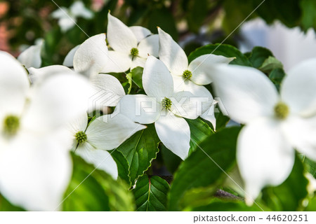 Yamaboushi flower up 44620251