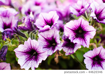 Flowerbed with multicoloured petunias / Image full 44620346