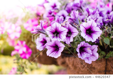 Flowerbed with multicoloured petunias / Image full 44620347