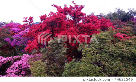 映山紅 映山紅 44621549