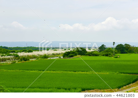  一塊質量一塊醬油般的油Kazukazu Shibata大塊白色小穗花。 44621803