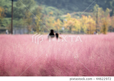 Beautiful autumn pink mull Beautiful autumn pink mull 44622972