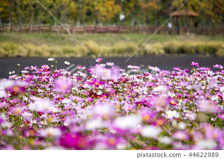 Beautiful Autumn Cosmos Beautiful Autumn Cosmos 44622989