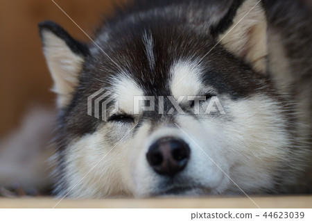 Siberian husky 44623039