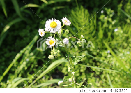 Haru Shionen 44623201