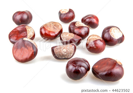 Horse chestnut isolated on white background 44623502