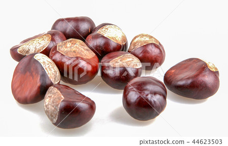 Horse chestnut isolated on white background Horse chestnut isolated on white background 44623503