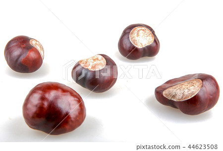 Horse chestnut isolated on white background 44623508