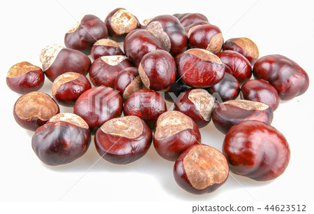 Horse chestnut isolated on white background 44623512