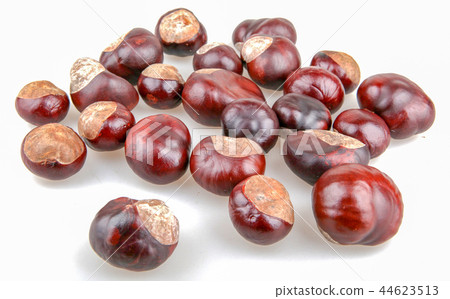 Horse chestnut isolated on white background 44623513