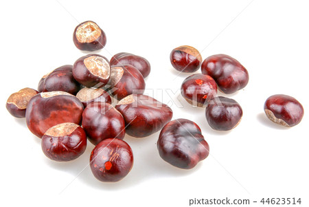 Horse chestnut isolated on white background 44623514