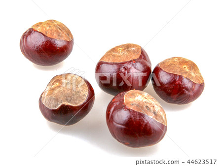 Horse chestnut isolated on white background 44623517