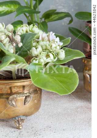 Green violet in brass flower pot Green violet in brass flower pot 44623842