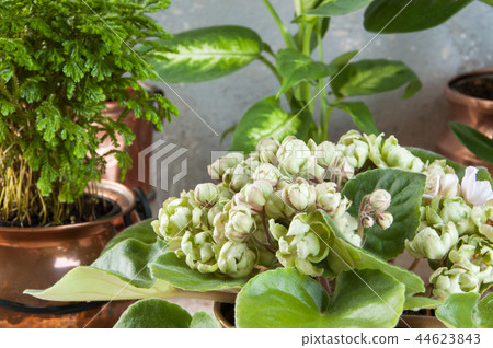 Green plants in brass and copper flower pots 44623843