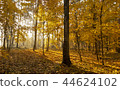 Golden autumn.  44624102