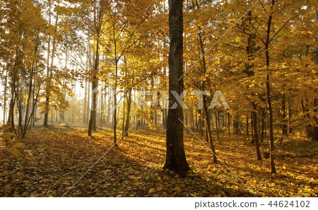 Golden autumn. Golden autumn. 44624102