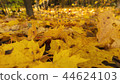 Golden autumn. Fallen leafs. 44624103