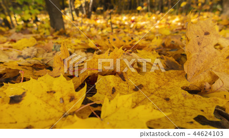 Golden autumn. Fallen leafs. Golden autumn. Fallen leafs. 44624103