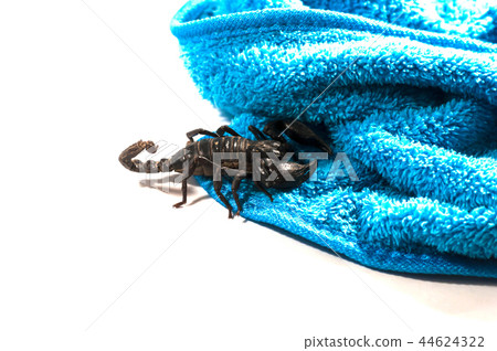 Scorpion danger of hiding a deadly poison. 44624322