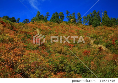 在秋葉的Momodong谷 44624756