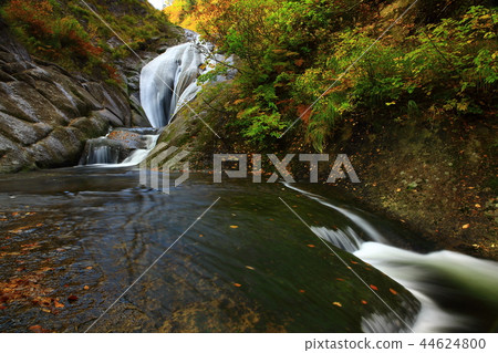 在秋葉的Momodong谷 44624800