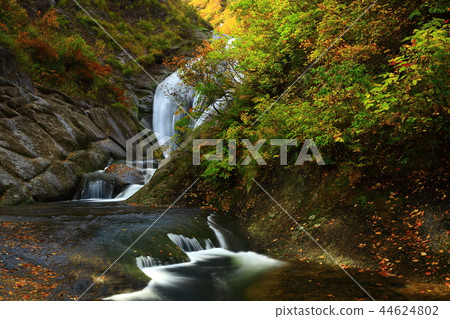 在秋葉的Momodong谷 44624802