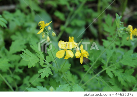 Yellow of grass 44625372