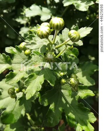 菊花芽 菊花芽 44625698