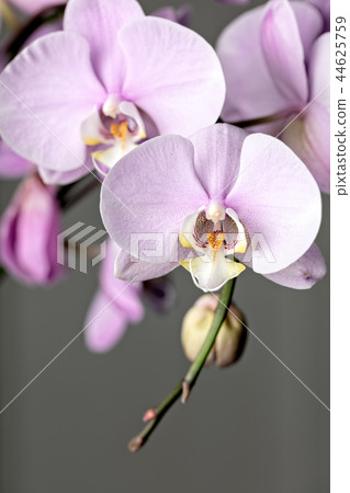 Pink Phalaenopsis orchid flower 44625759