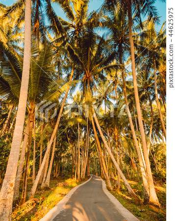 Road through a palm jungle with sunset light 44625975