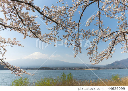在河口湖和富士山的櫻花 在河口湖和富士山的櫻花 44626099