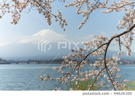 在河口湖和富士山的櫻花 44626100