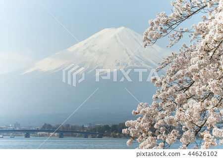 在河口湖和富士山的櫻花 在河口湖和富士山的櫻花 44626102