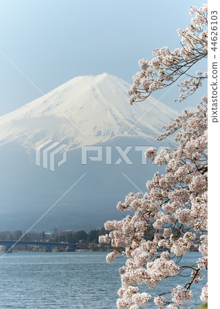 在河口湖和富士山的櫻花 44626103